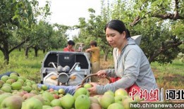 赵县秀才营最新爆料,最新爆料揭示不为人知的背后故事