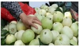 甜瓜最新爆料视频,幕后真相大起底