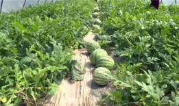 西昌吃瓜最新事件爆料,揭秘背后真相与网络热议