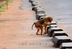 猴子的最新爆料视频大全,最新爆料视频大全揭秘幕后真相